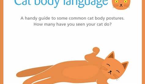 feline body language chart