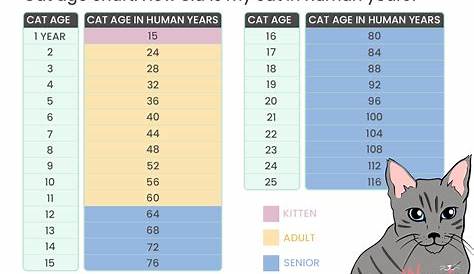 Pet Age Comparison Chart Of Cat And Human Years As Background Stock