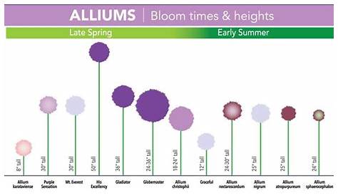 Types of Alliums | Allium flowers, Longfield gardens, Garden bulbs