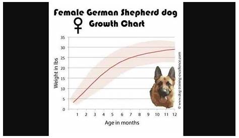 growth chart of german shepherd