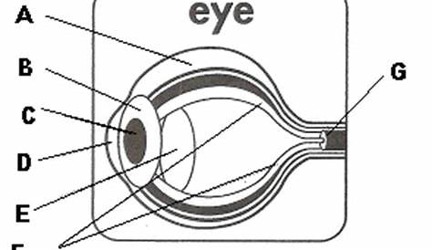 label the eye worksheet