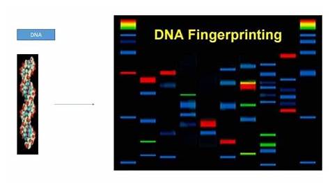 principles of dna fingerprinting