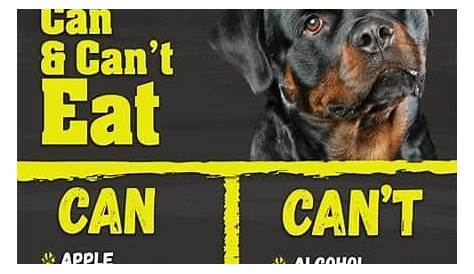 30 Human Foods Dogs Can And Can't Eat - Rottweiler Life