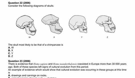 hominid evolution worksheet