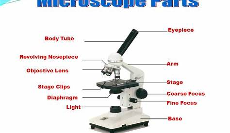 Microscope Parts Drawing at GetDrawings | Free download