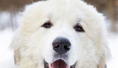 How much does a Great Pyrenees cost? | Great pyrenees, Great pyrenees