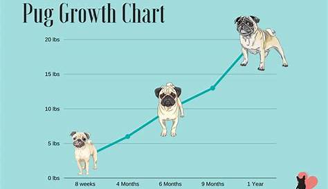 pug weight chart by age