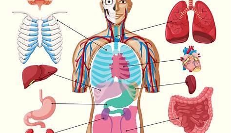 Chart showing organs of human body Royalty Free Vector Image