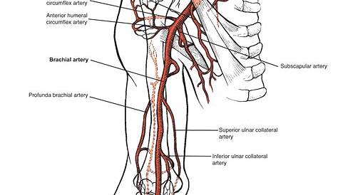 veins of the upper limb diagram
