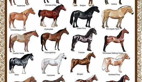 an image of horses in different colors and sizes