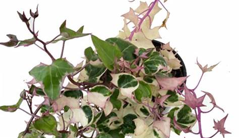 Variegated Natal Ivy 100mm - The Jungle Collective