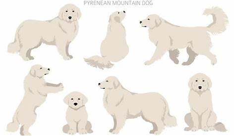 great pyrenees weight chart by age