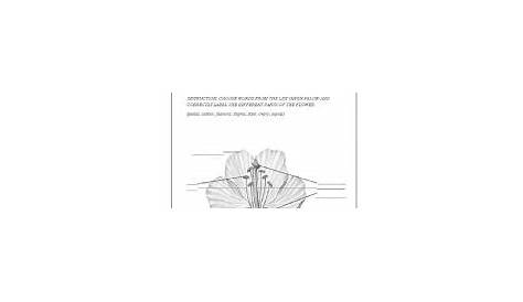 Parts of a flower worksheets