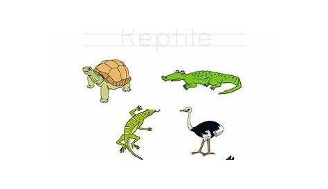 math reptile worksheet