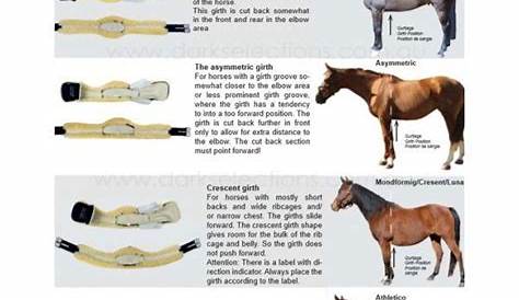girth size chart horse