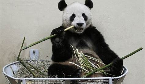 Japan’s giant pandas mate sparking hopes of summer cubs