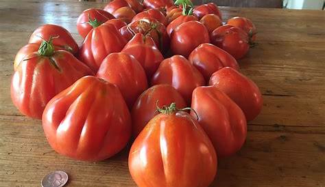 italian heirloom tomato varieties
