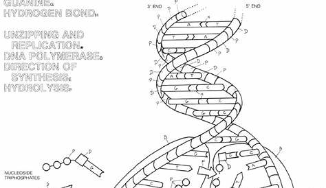 Dna Structure and Replication Worksheet 35 Dna Replication Worksheet