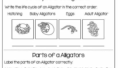 Reptile Worksheets Preschool