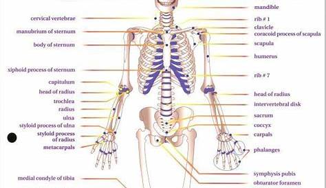 Skeletal System Worksheet Answer Key