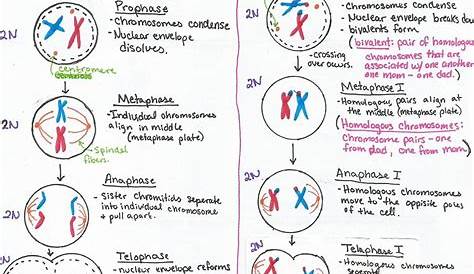 mitosis meiosis kids worksheet