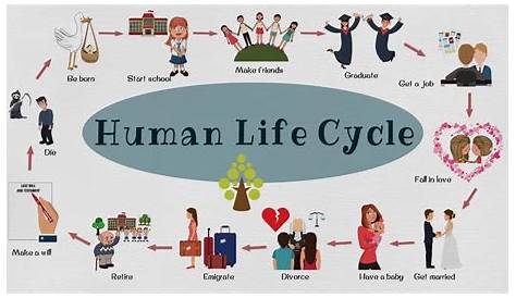 Human Life Cycle Vocabulary | Human Life Cycle in Less Than 3 Minutes