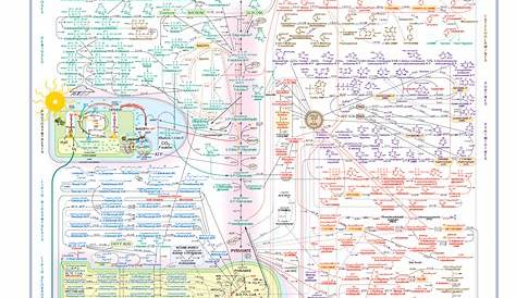 Metabolic Pathways Chart