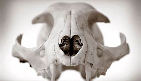 Preserve Your Own Animal Skull : 11 Steps (with Pictures) - Instructables