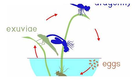 dragonfly life cycle stages
