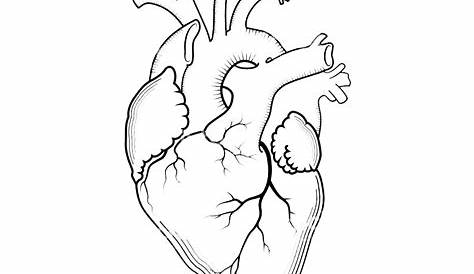 24+ Cardiac Anatomy Coloring Pages Background | scenesfamemfory