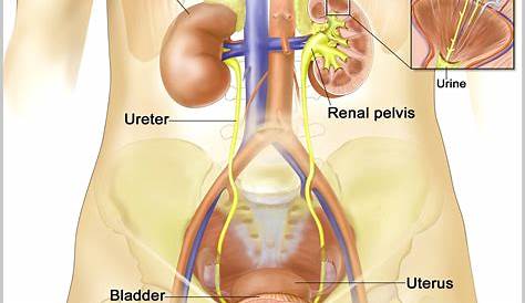 Female Internal Anatomy Diagram / Female Internal Organs Respiratory