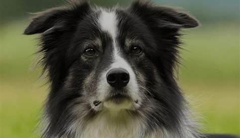 How To Breed Border Collies — History, Best Practices & Health