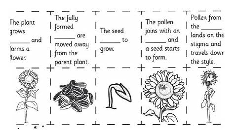 life cycle plant worksheet