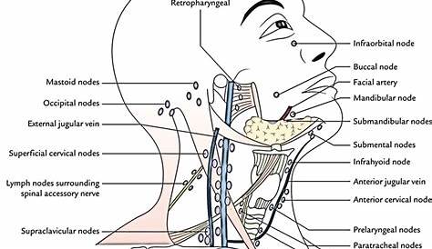 Lymphatic Drainage of the Head and Neck – Earth's Lab