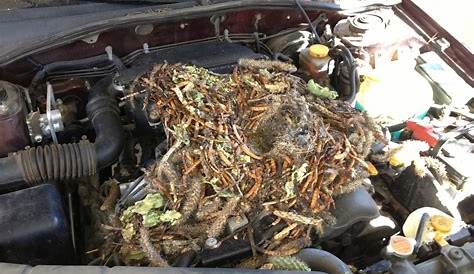 How To Stop Rats, Mice, And Other Rodents Eating Car Wiring - Predator