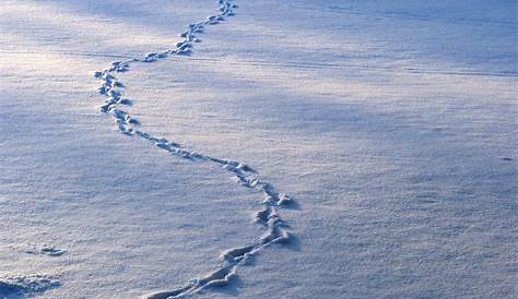 36 Most Common Animal Tracks | Identification Guide for USA - Greenbelly Meals