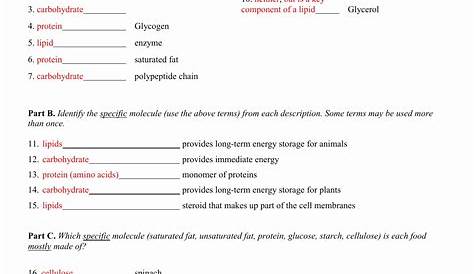 carbohydrates lipids and proteins worksheet