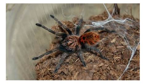 Tarantula Slings: Housing, Feeding & Caring For Spiderlings | Beyond