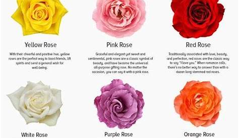 roses color meaning chart