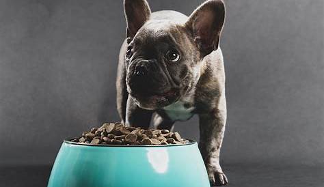 french bulldog puppy food recommendations
