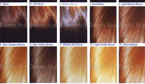 Buy Hair Color Chart from Dharmex Indian Hair Exports, India | ID - 1586988