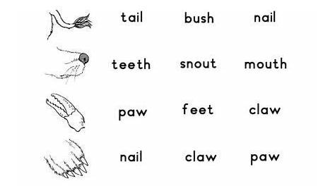 Animals Parts Of The Body Worksheets Handwriting Practice Worksheets