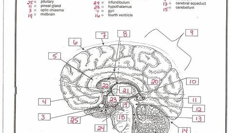 structure of the brain worksheets answers