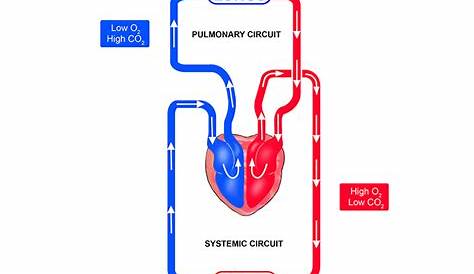 pulmonary and systemic circuit diagram