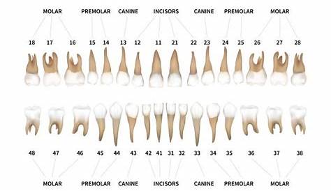 printable tooth color chart