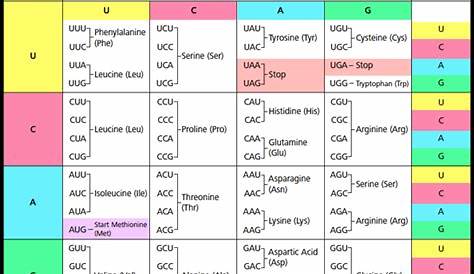 mrna codon amino acid chart