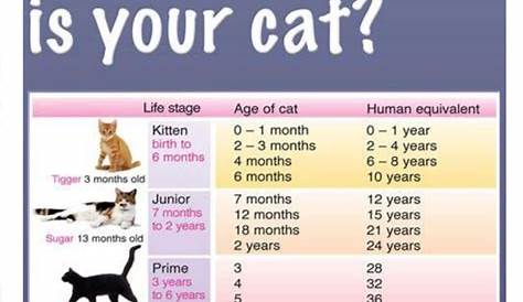 Kitten Age - Anna Blog