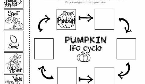 7 Best Images of Life Cycle Printable Worksheets - Ladybug Life Cycle