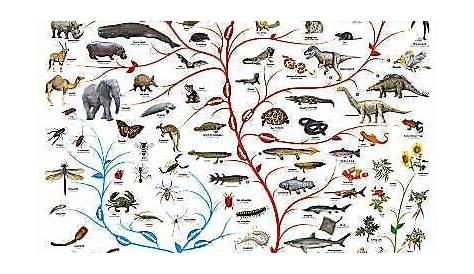 50 Types Of Evolution Worksheet