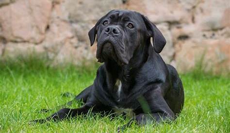 Cane Corso Ear Cropping | At What Age & Ear Cropping Styles